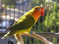F-2 Macho Verde Ancestral Violeta SF